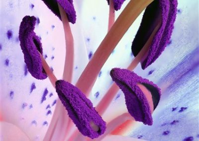 Be Inspired - Flower