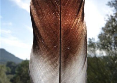Be Inspired - Feather