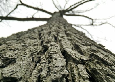 Be Inspired - Tree