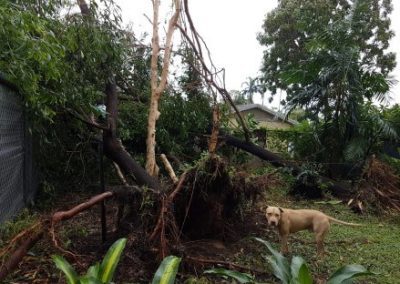 Our backyard after Cyclone Marcus